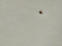 Bugs in shower