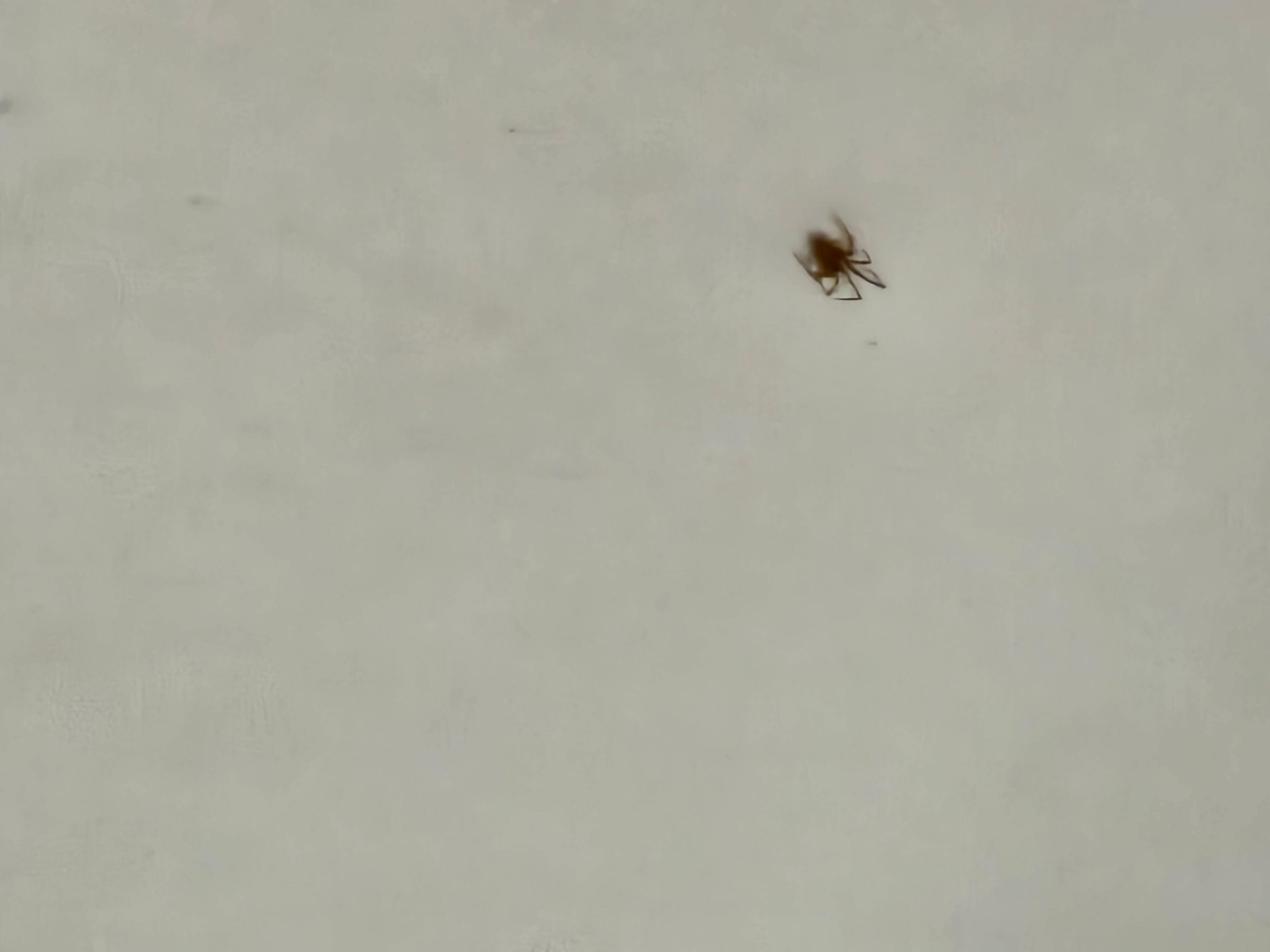 Bugs in shower