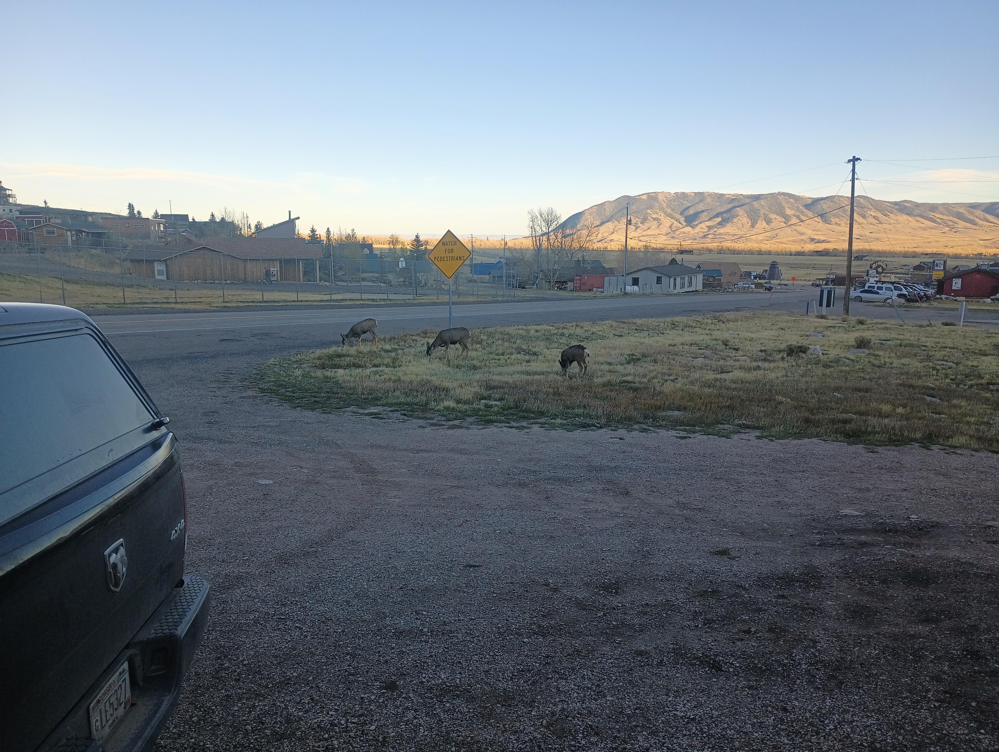 Deer every day to watch from the porch.