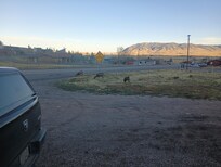 Deer every day to watch from the porch.