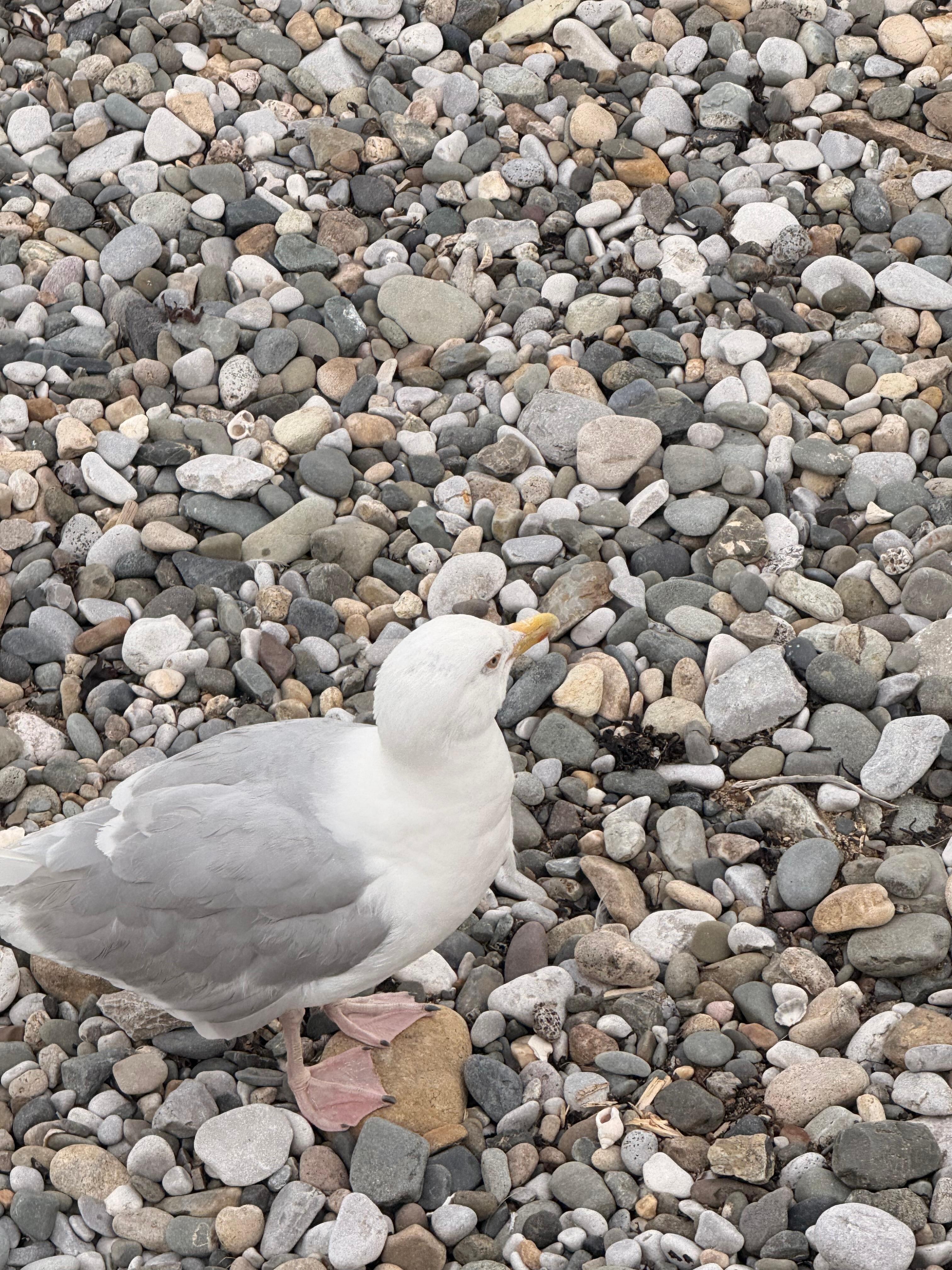 Watch out for the seagulls 