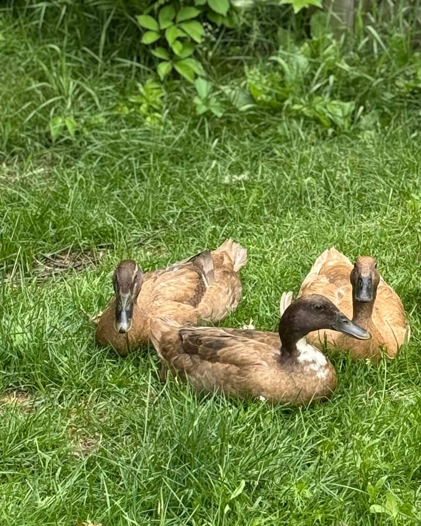 There are also ducks raised on the property