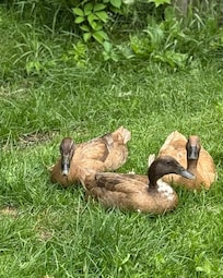 There are also ducks raised on the property