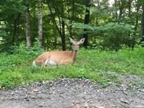 So many deer in the community