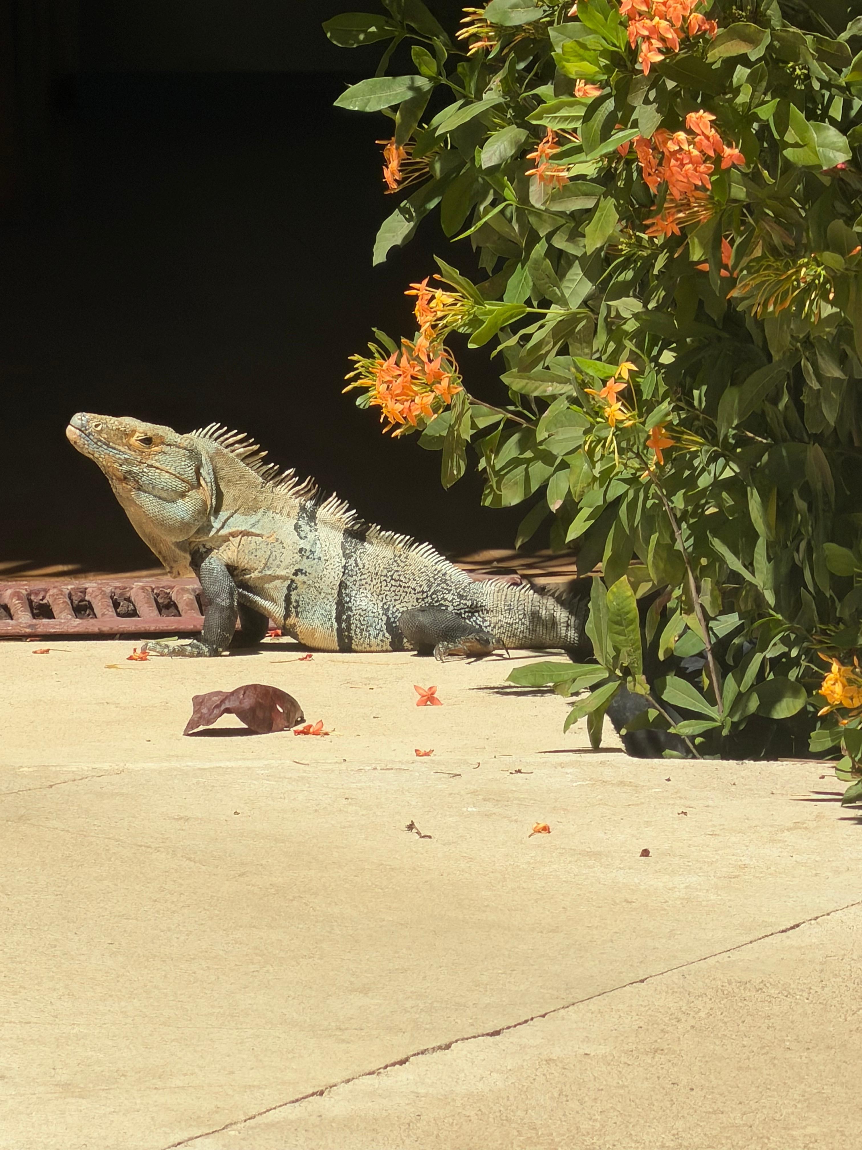 Our social director.  He/she? joined us at the pool!