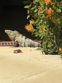 Our social director. He/she? joined us at the pool!