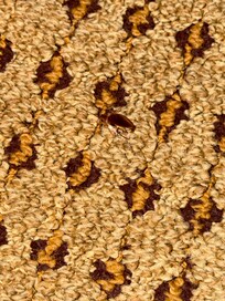 Roach found on bed after we got it off and stepped it out.