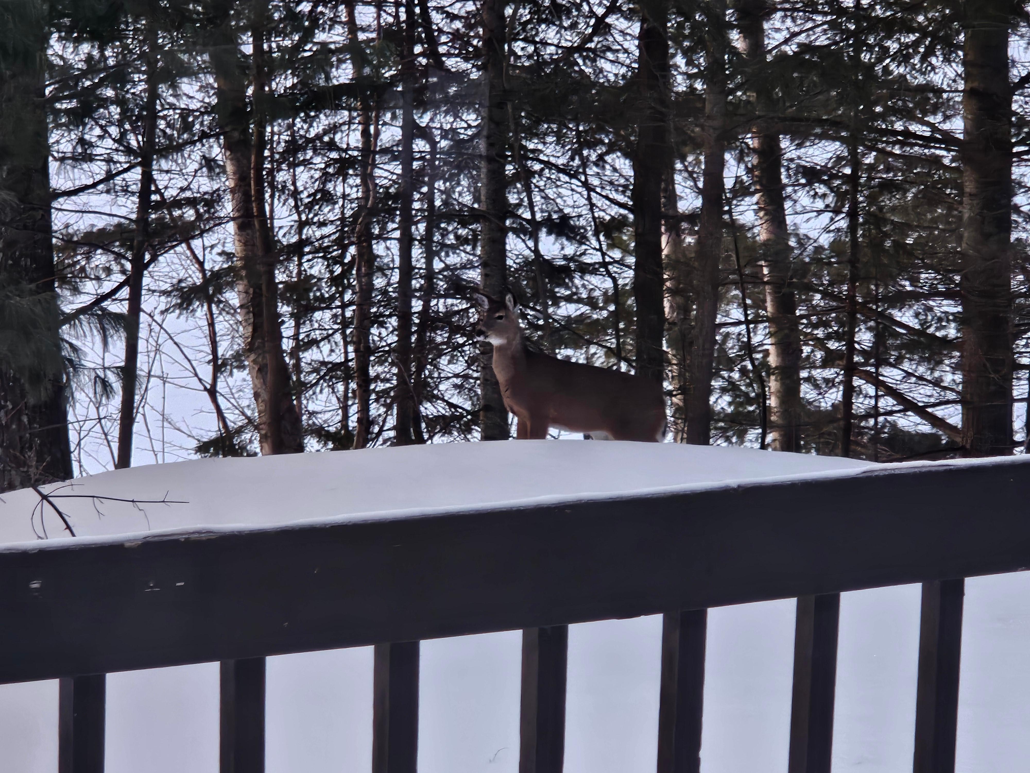 Deer every morning with our coffee.  