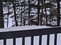 Deer every morning with our coffee.