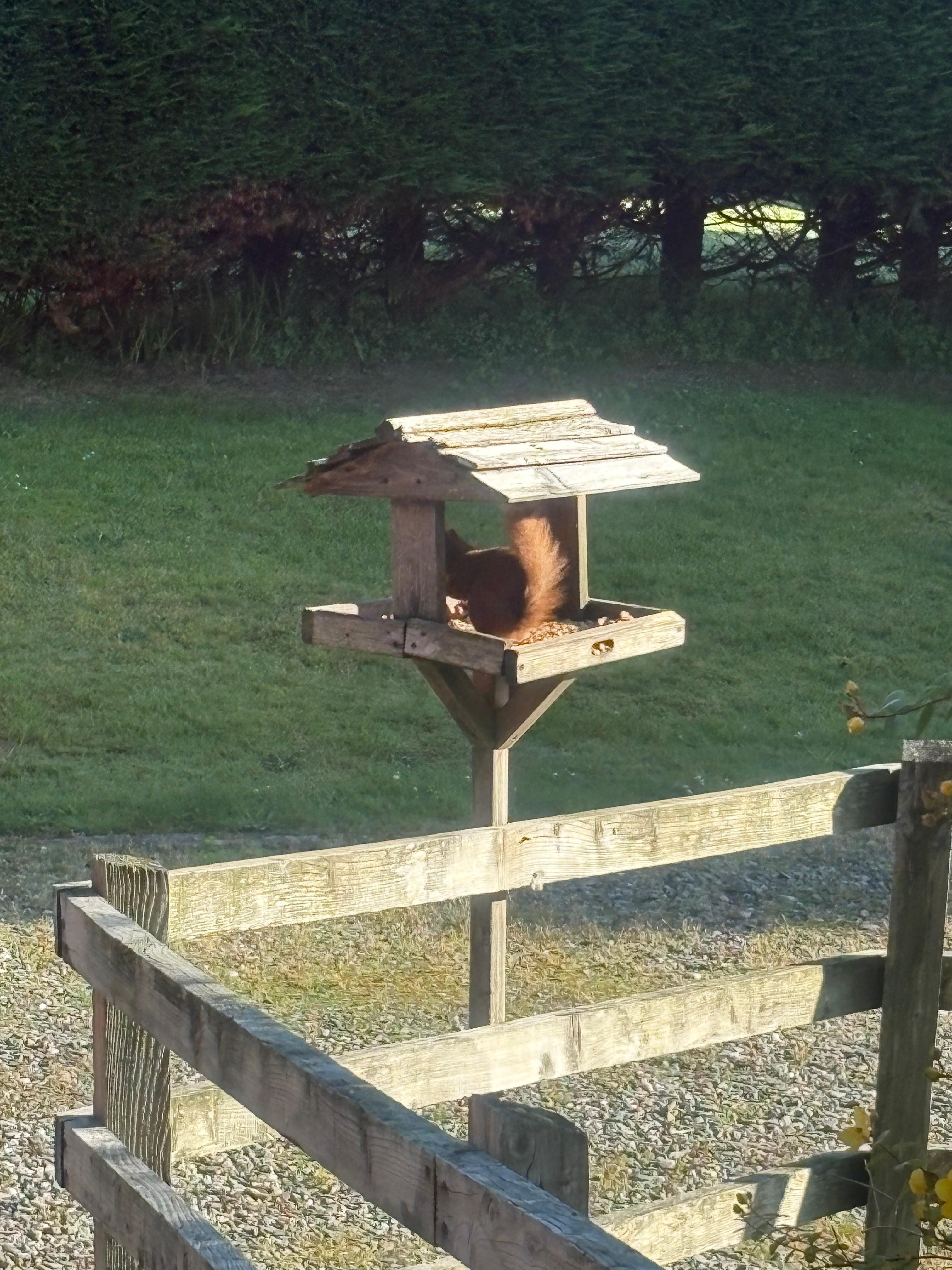 Friendly red squirrel 