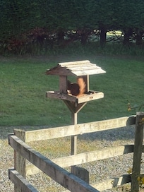 Friendly red squirrel