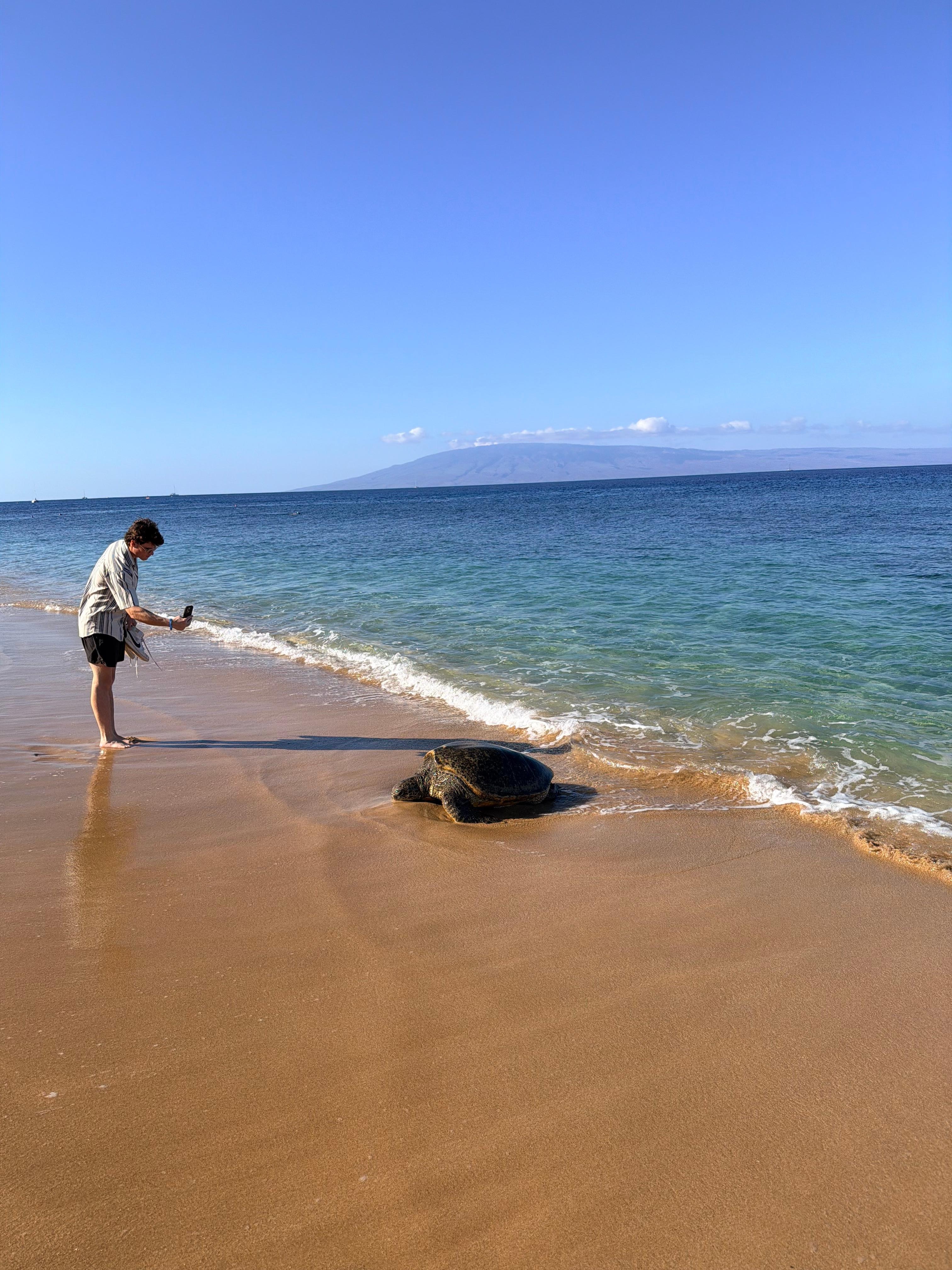 Turtle on beach
