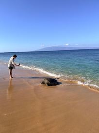 Turtle on beach