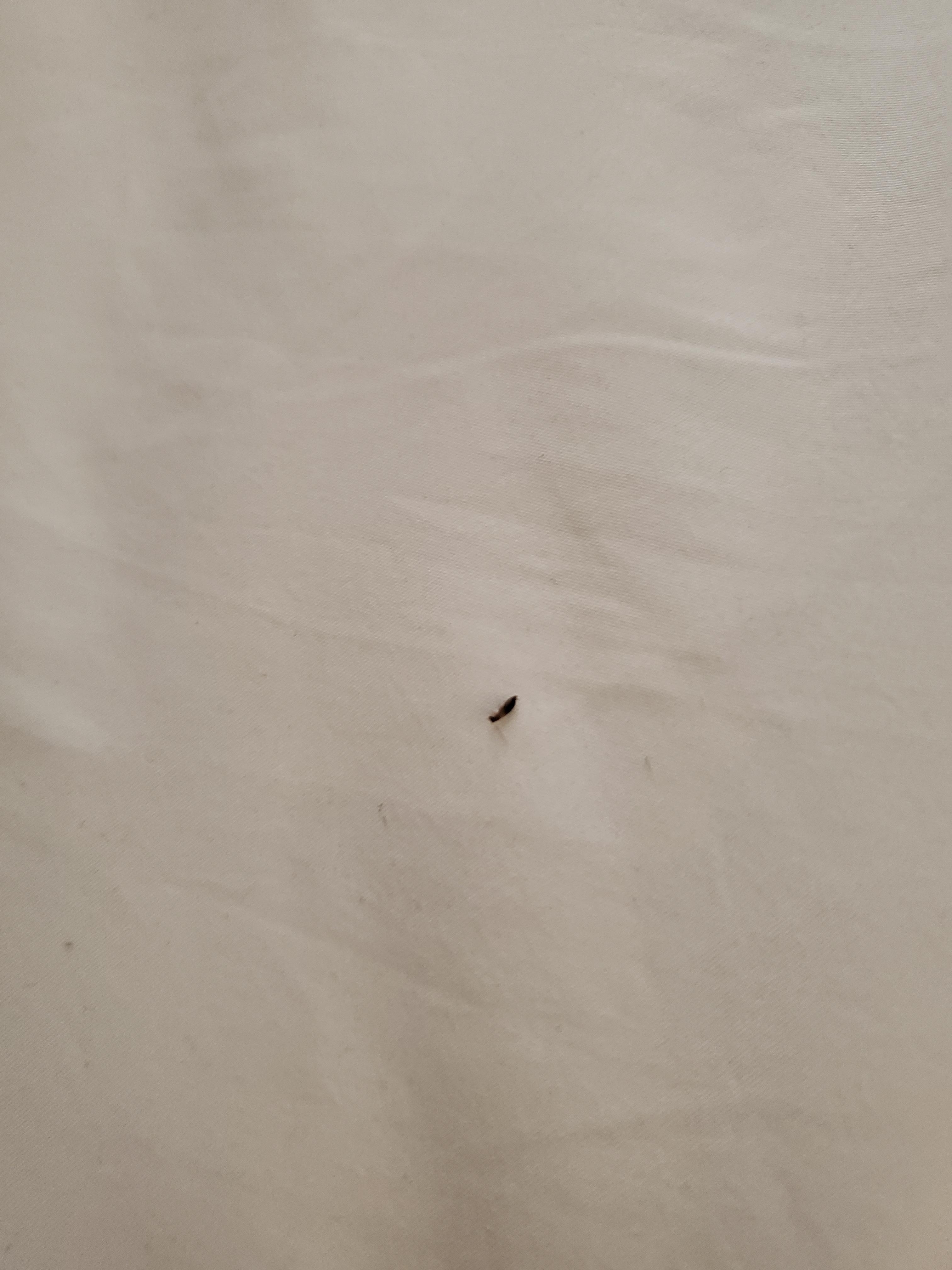 There was roaches and I saw one on the bed as I was packing my bag. 