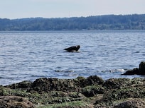 Seal perched on a rock off to the west at low tide.