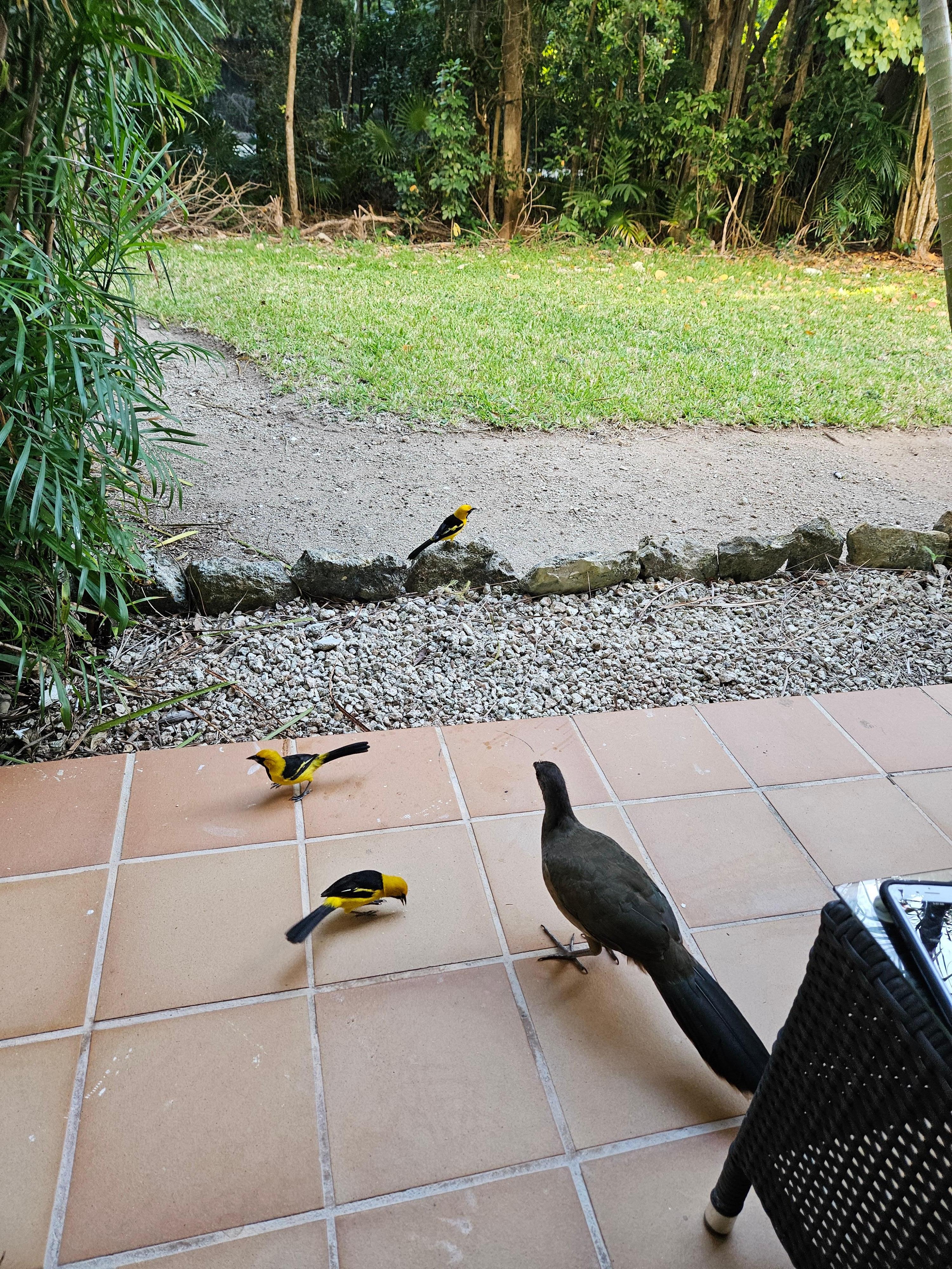 Beautiful birds visited our room terrace 