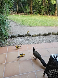 Beautiful birds visited our room terrace