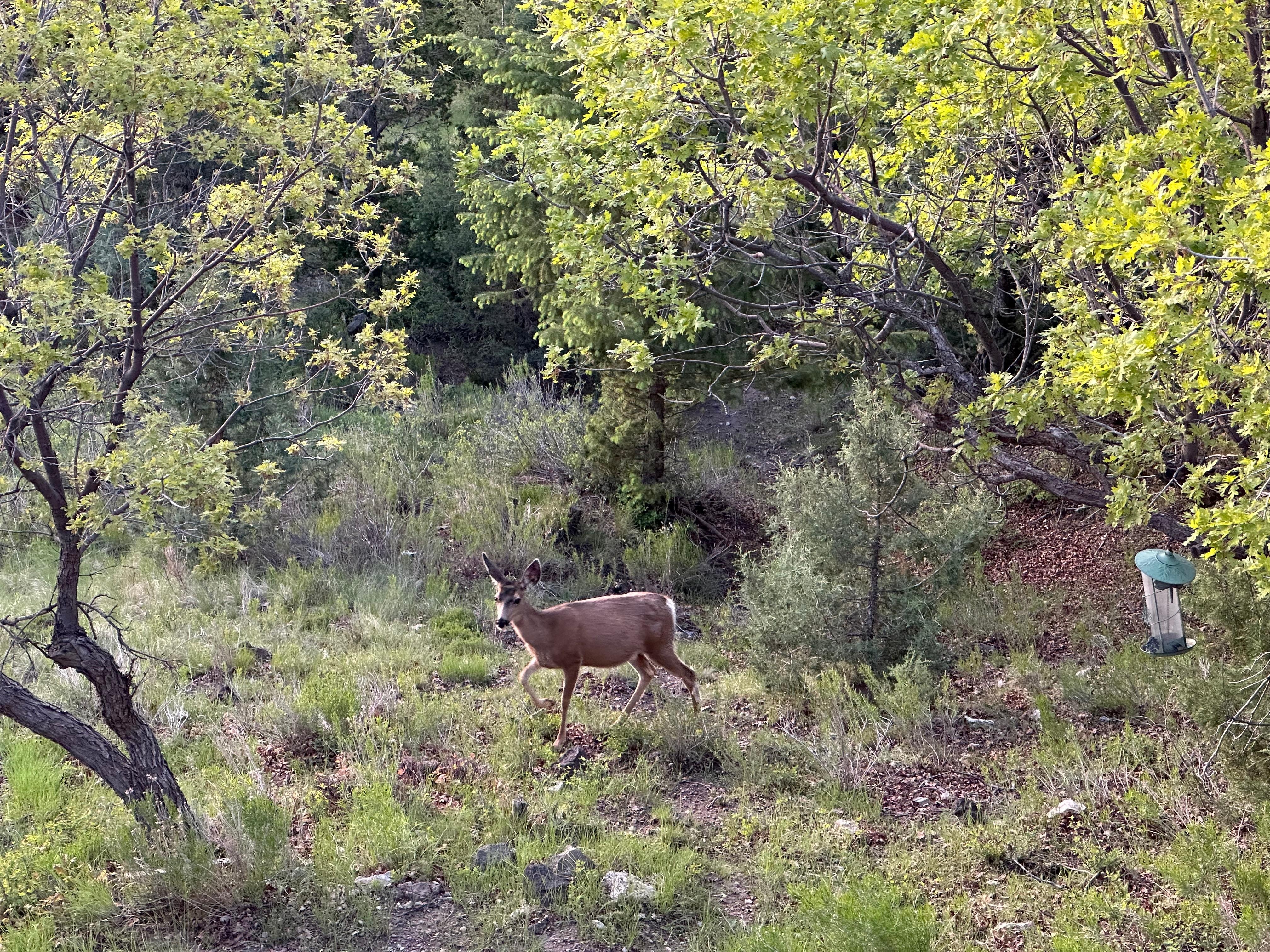Dear coming to visit at cabin