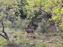 Dear coming to visit at cabin