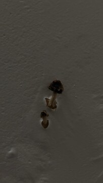 Mushrooms growing out the wall