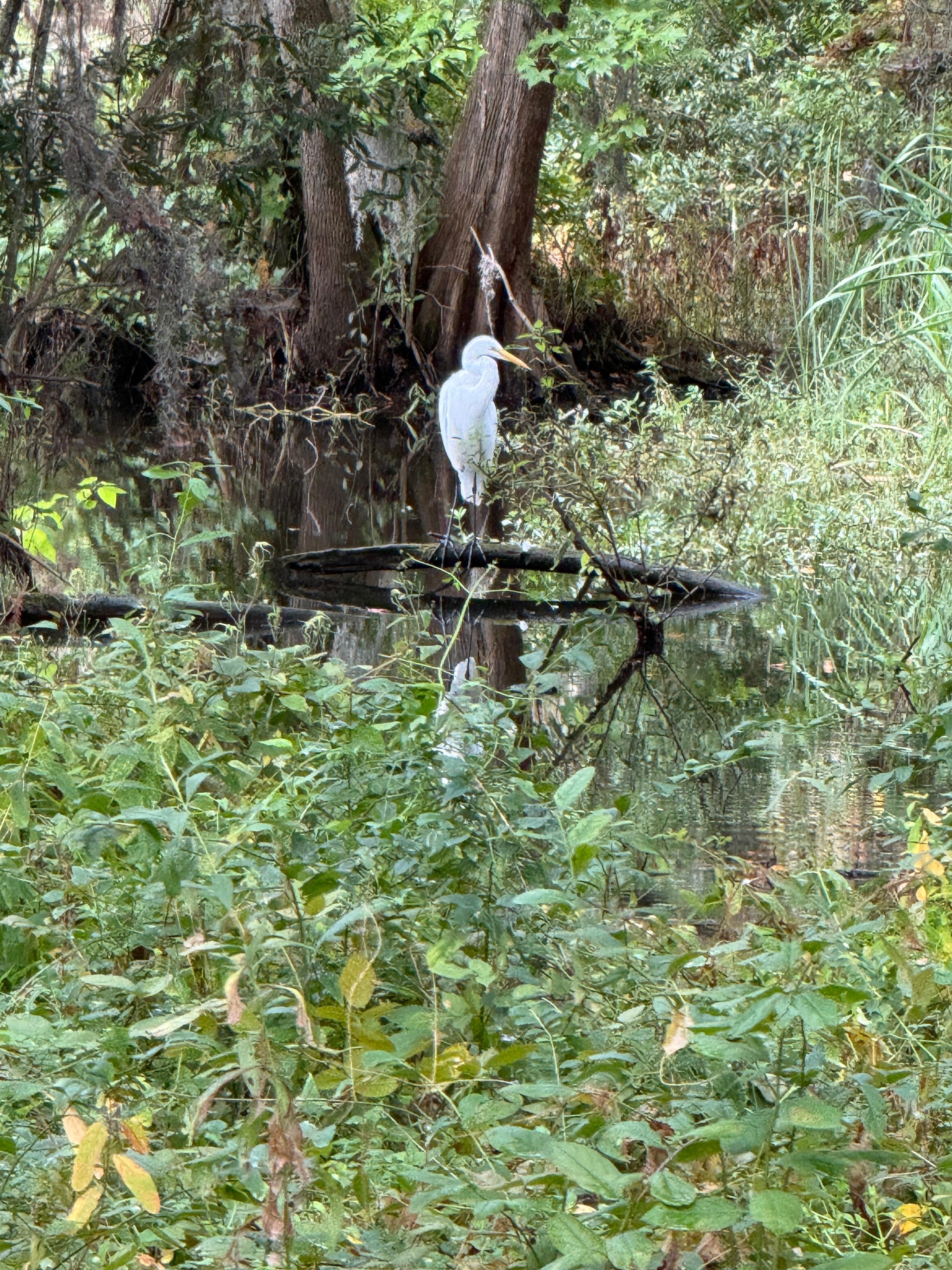 Egret at the park. 