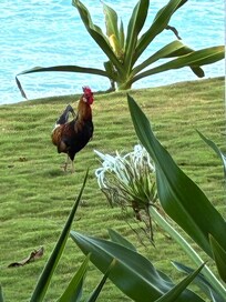 Local alarm clock