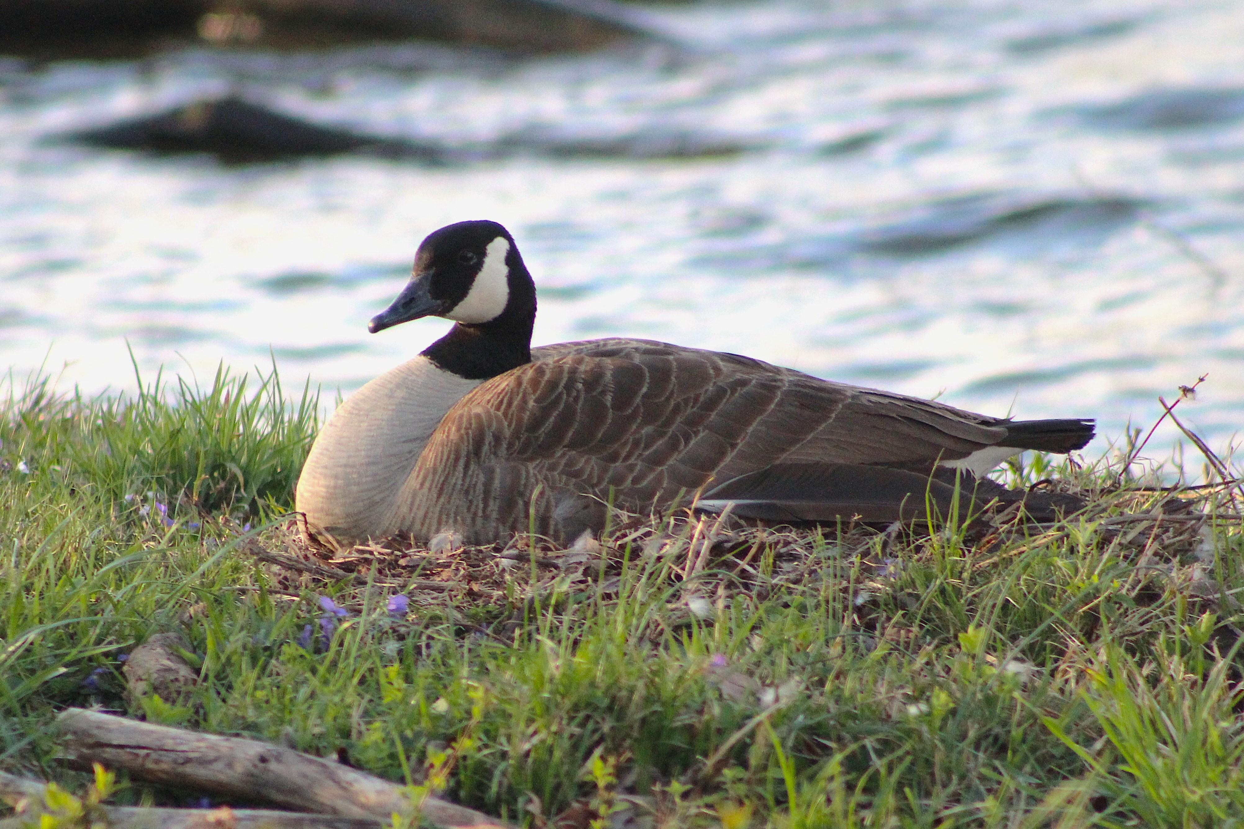 Mama goose sat on that nest nearly the entire time. Papa was always nearby keeping an eye on things.