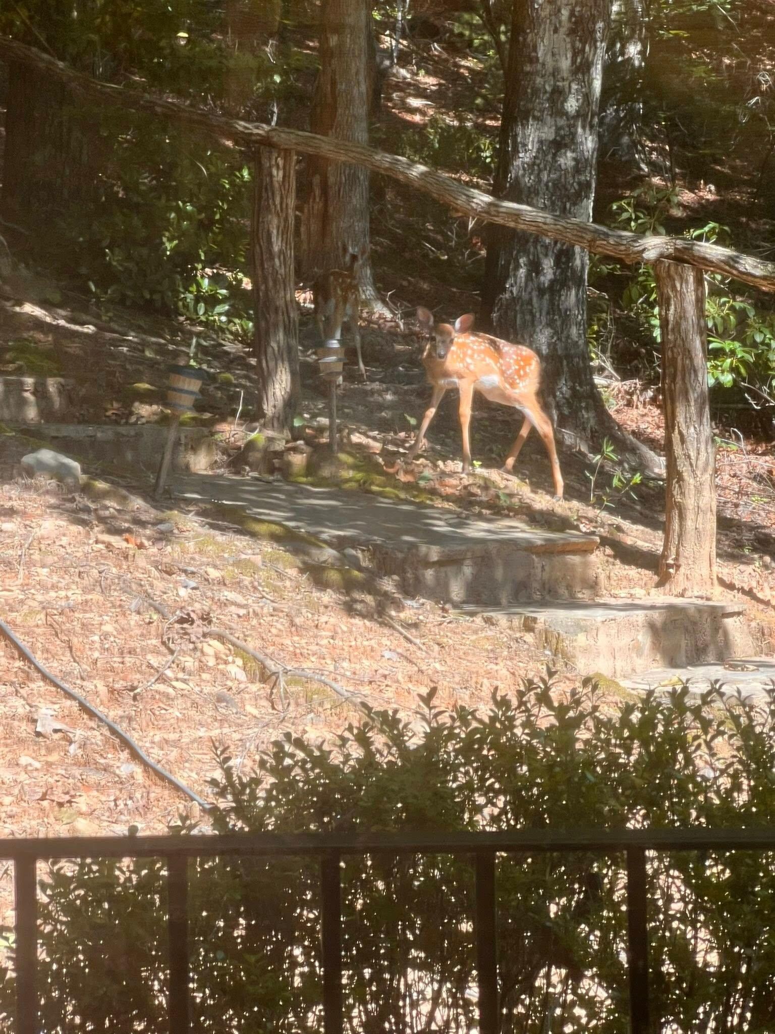 Fawns visiting for breakfast by the kitchen window