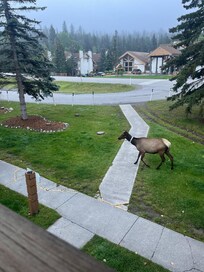 Morning coffee with guests