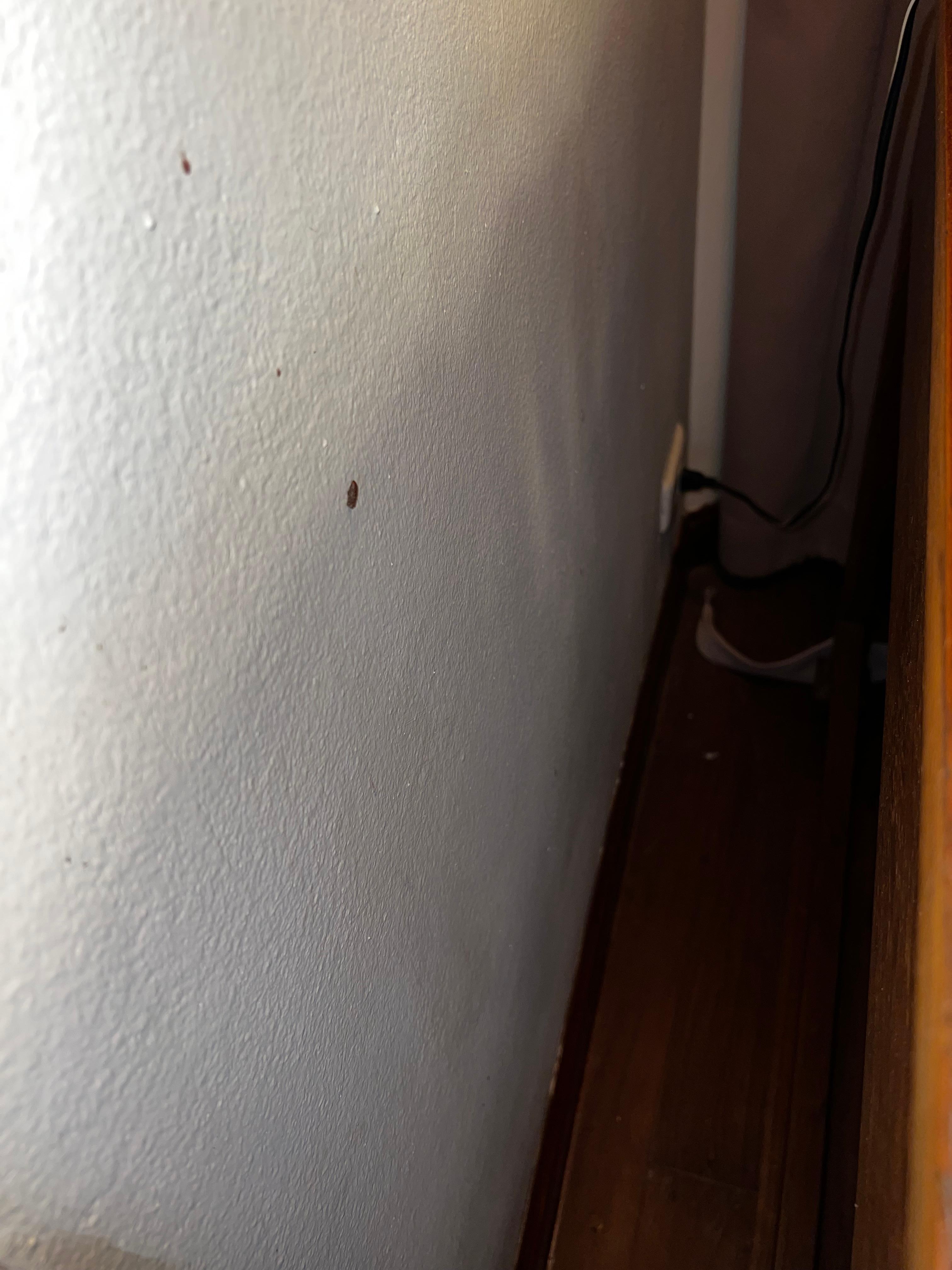 Lizard poop #2 stuck to the wall