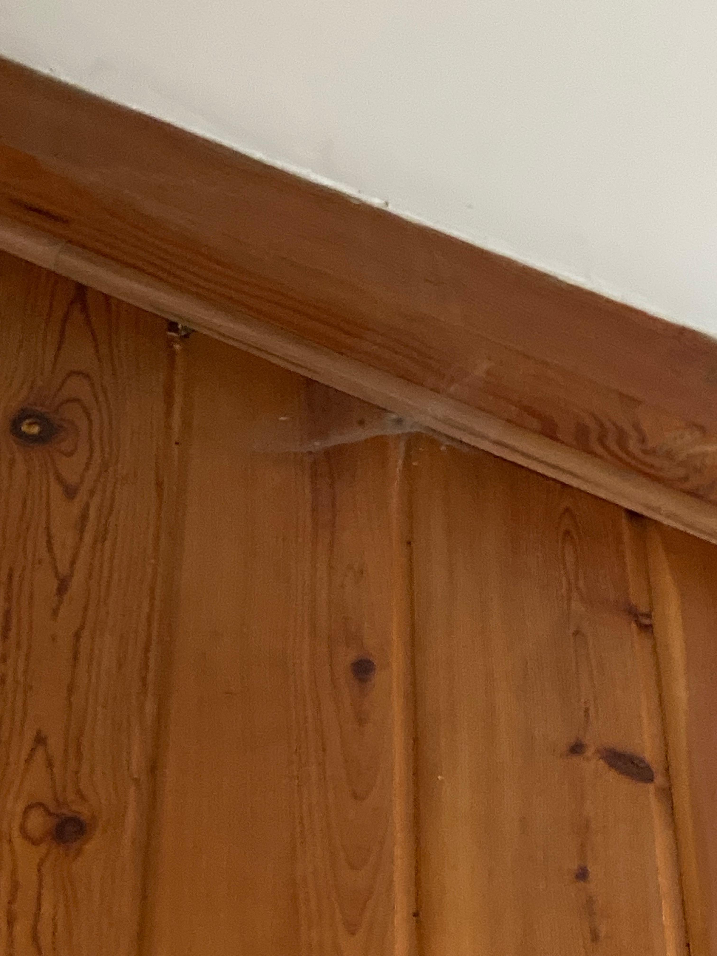 Cobwebs hanging from the ceiling