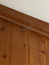 Cobwebs hanging from the ceiling