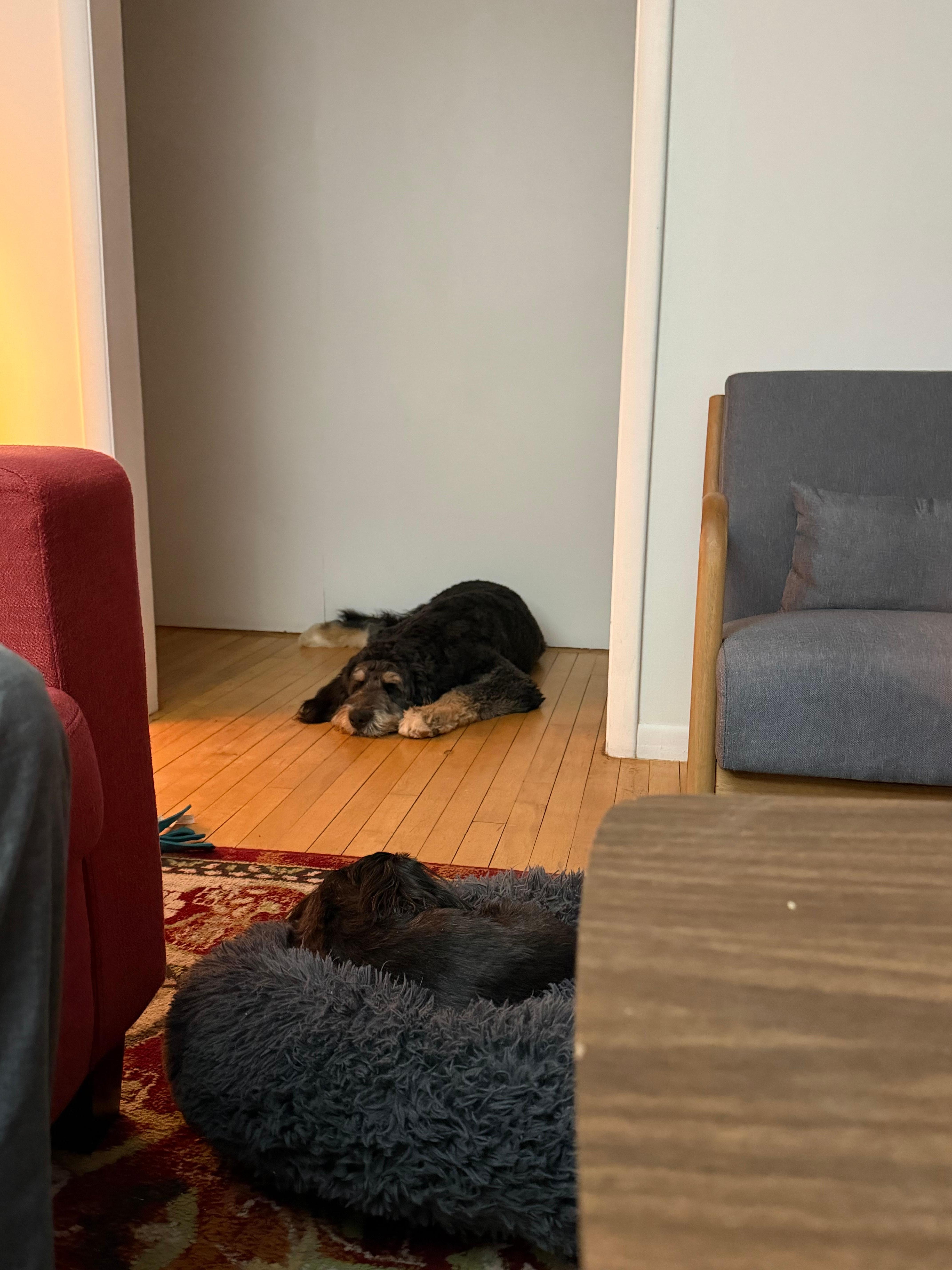 Our pups making themselves at home 