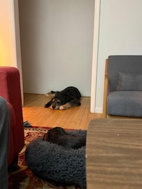 Our pups making themselves at home