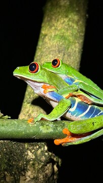 Kevin made sure we got great shots of the amazing night creatures of the rainforest
