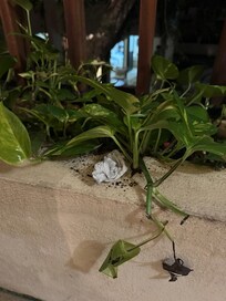 Pas propre et déchets présent