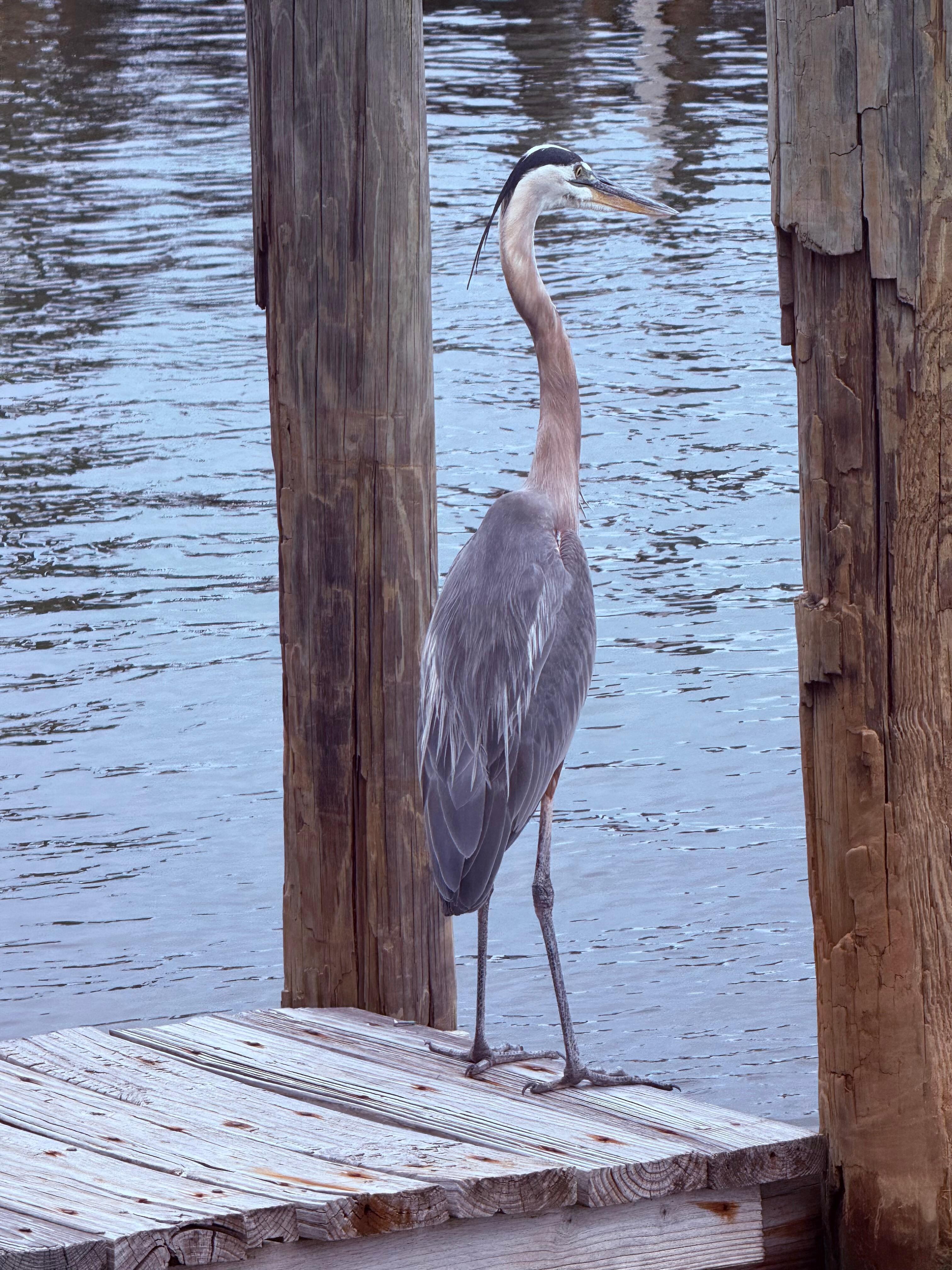 On the dock
