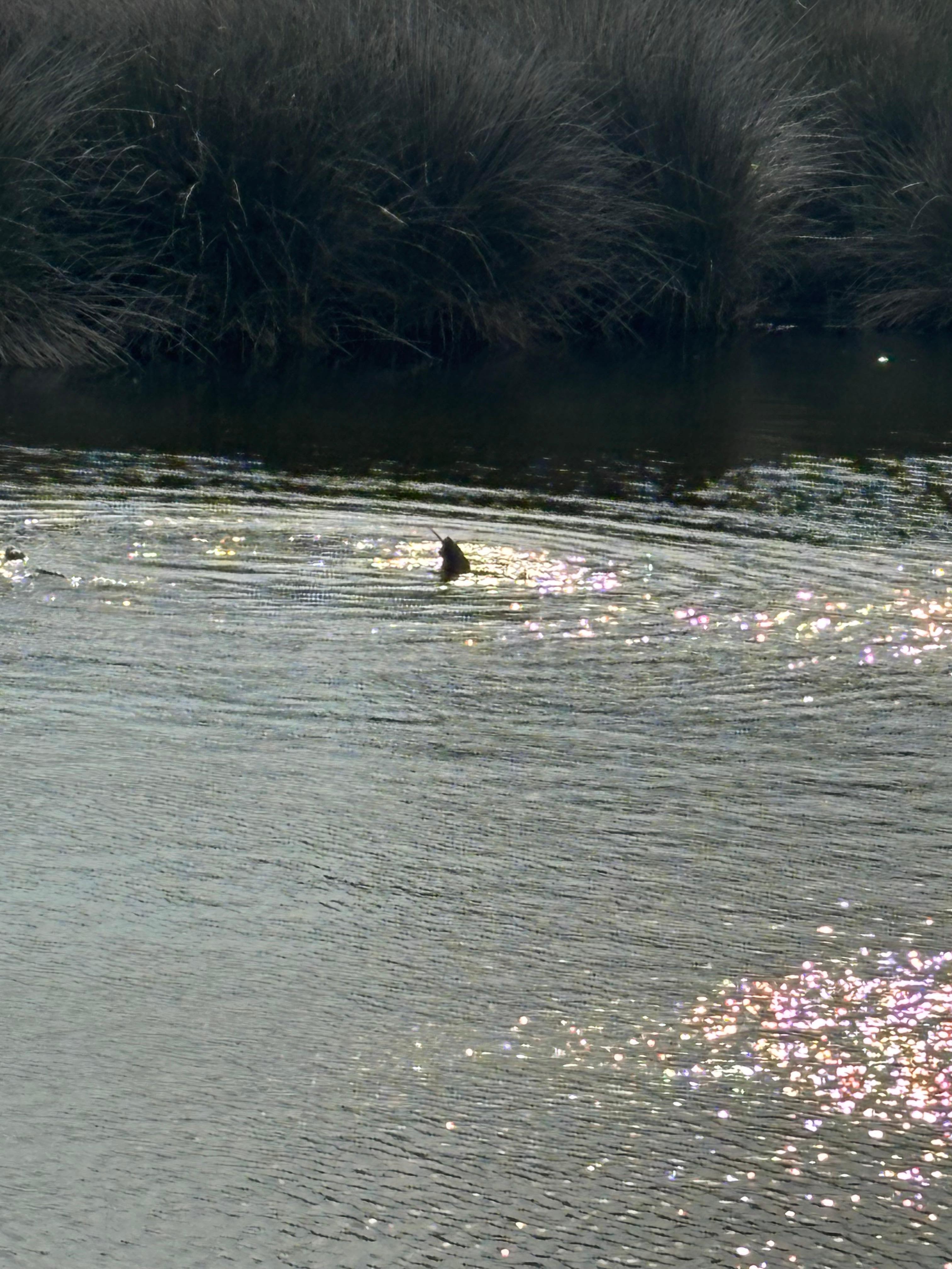 Otter friend in the canal 