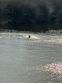 Otter friend in the canal