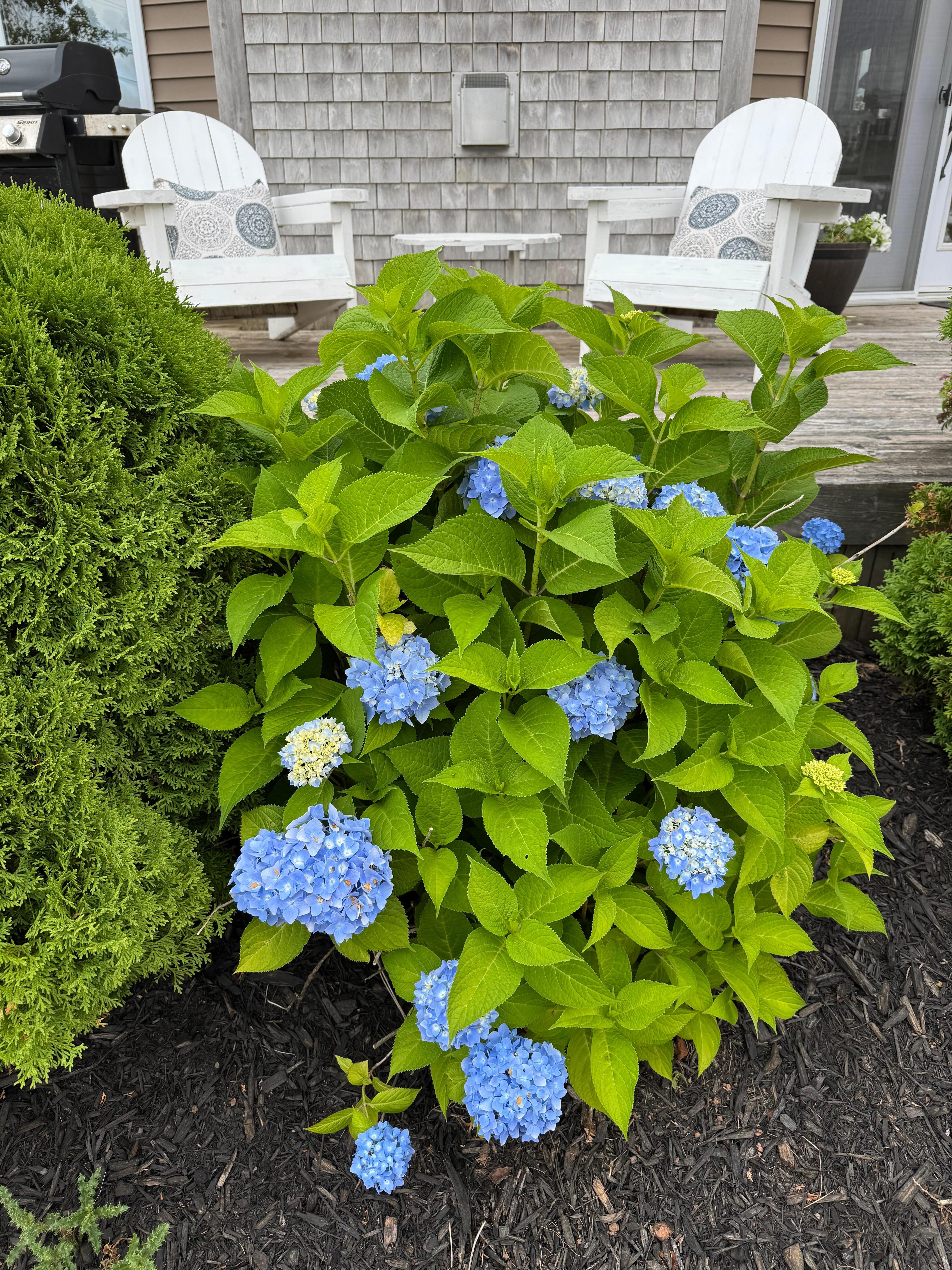 Beautiful Blue Hydrangeas in bloom by the front porch.