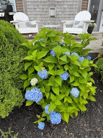 Beautiful Blue Hydrangeas in bloom by the front porch.