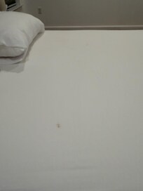 Clean but stained sheet primary bedroom