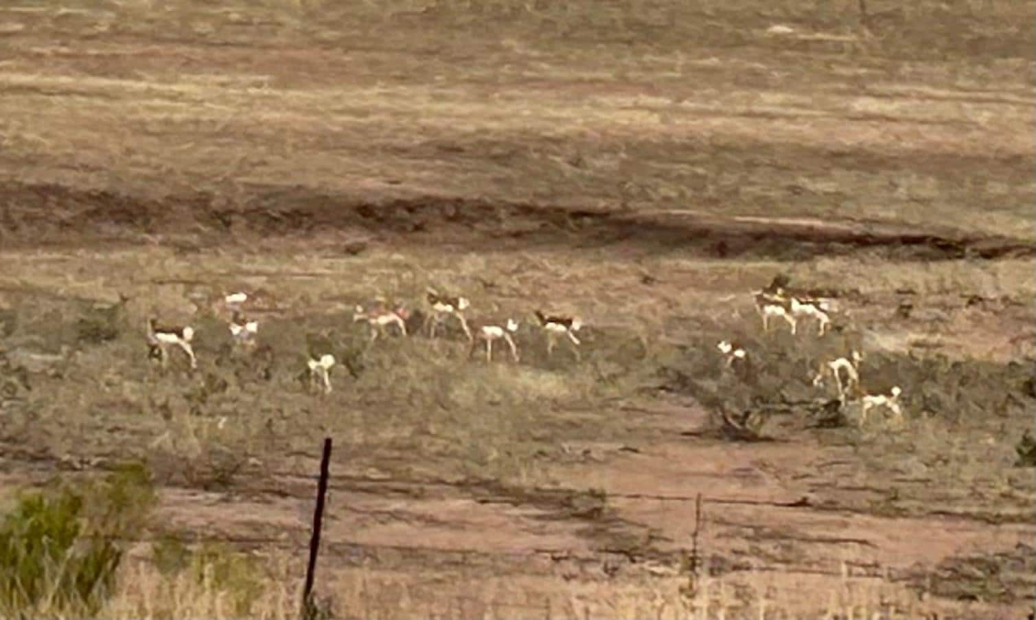 The herd of antelope across the way were awesome to watch!
