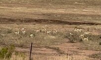 The herd of antelope across the way were awesome to watch!