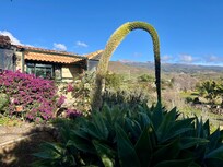 Viele schöne Pflanzen auf der Finca.