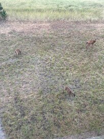 Deer