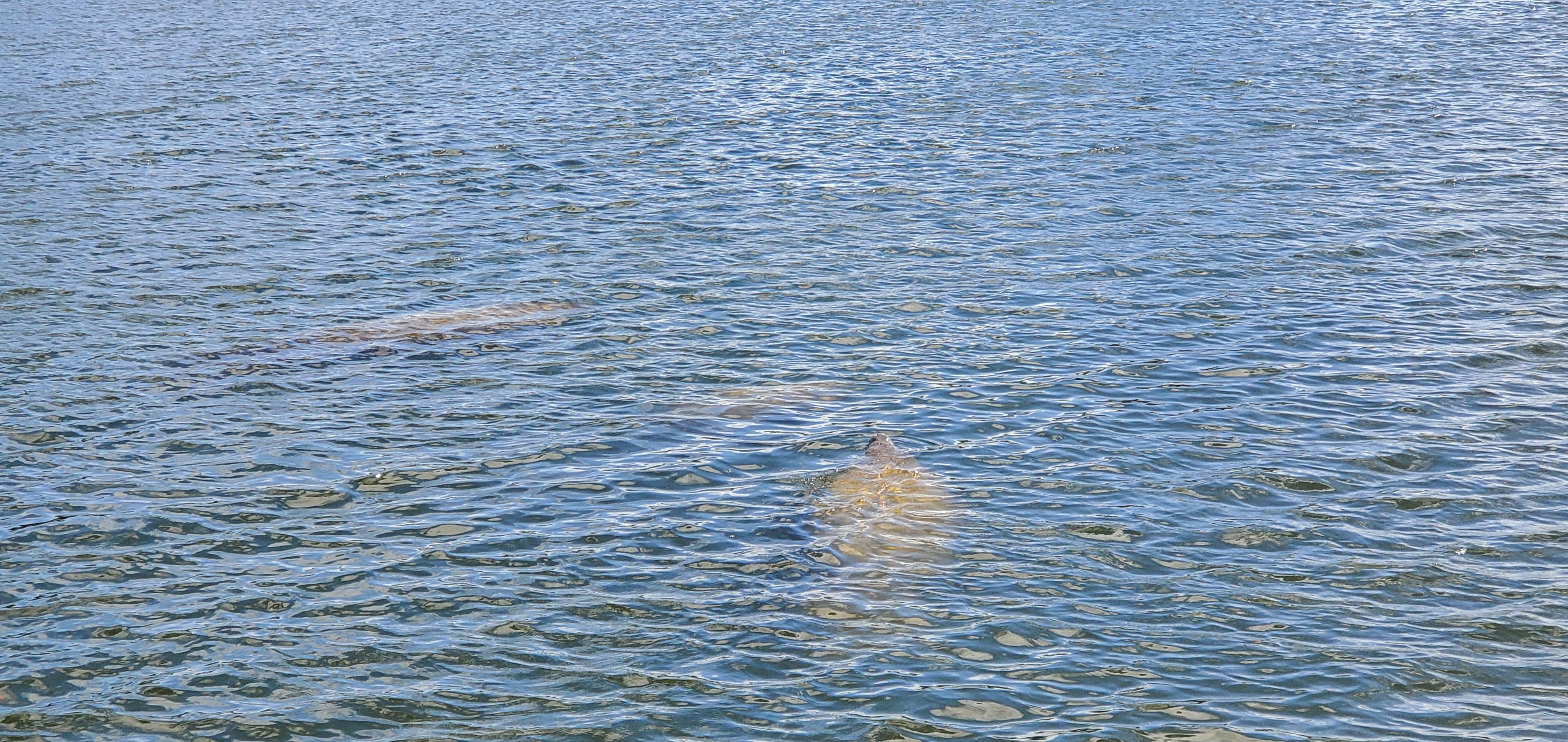 Manatees in coffee pot bayou. 