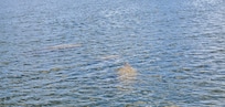 Manatees in coffee pot bayou.