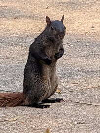This was the only picture I took at the property. This squirrel hung out with me while I smoked.