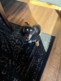 bear enjoyed his stay at the cabin